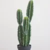 Faux Fairy Cactus