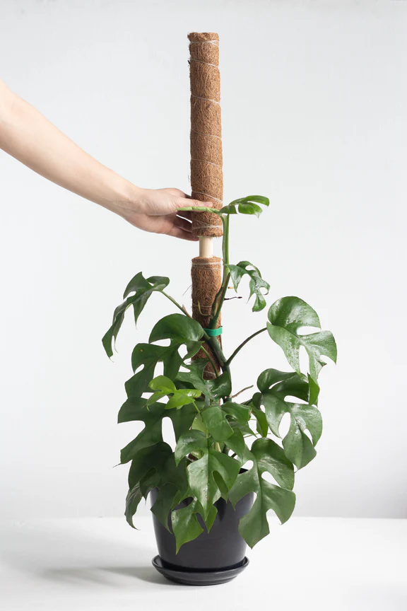 Coco Coir Pole