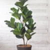 Faux Fiddle Leaf Fig