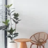 Faux Ficus Elastica