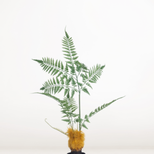 Faux Golden Monkey Fern