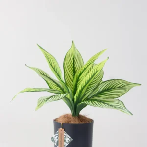 Faux Calathea White Line
