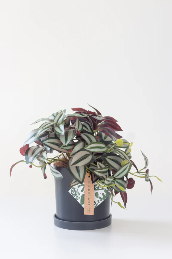 Faux Tradescantia Nanouk