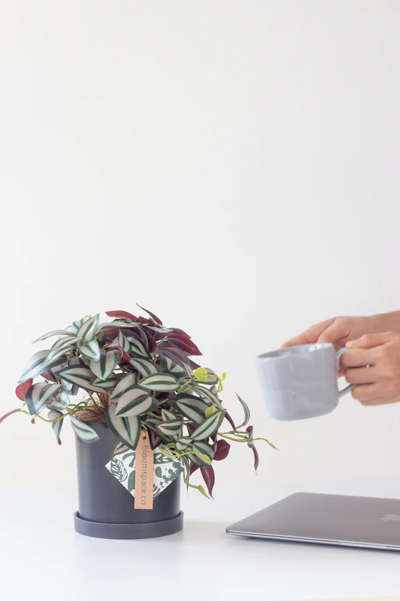 Faux Tradescantia Nanouk