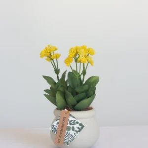 Faux Kalanchoe