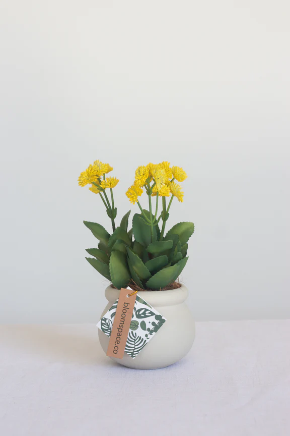 Faux Kalanchoe