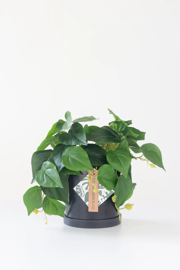 Faux Money Plant